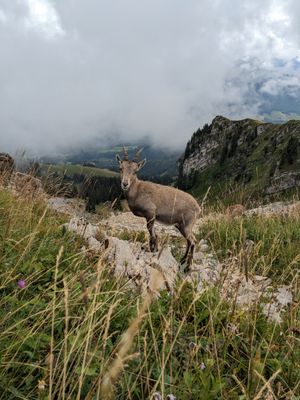Ochinensee