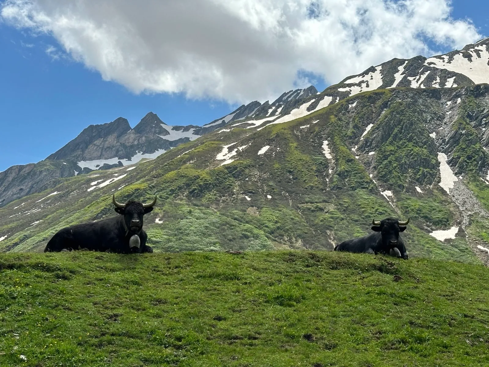 Les reines d'Hérens
