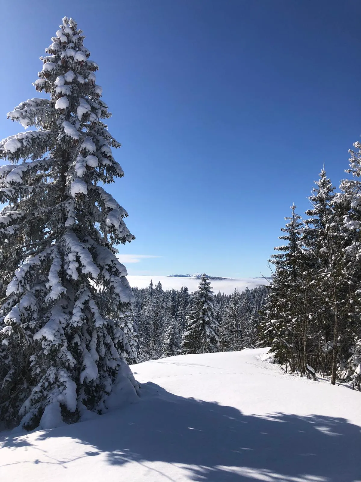 Sortie Raquettes au Col du Marchairuz